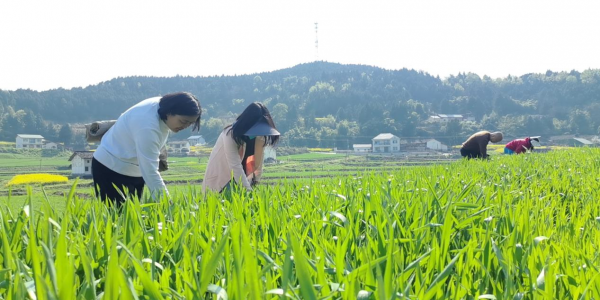 南部县：构建“绿色植保”体系，筑牢“天府粮仓”安全防线