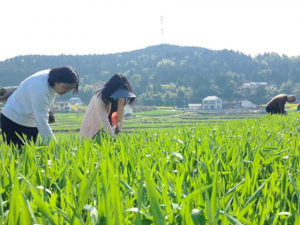 南部县：构建“绿色植保”体系，筑牢“天府粮仓”安全防线