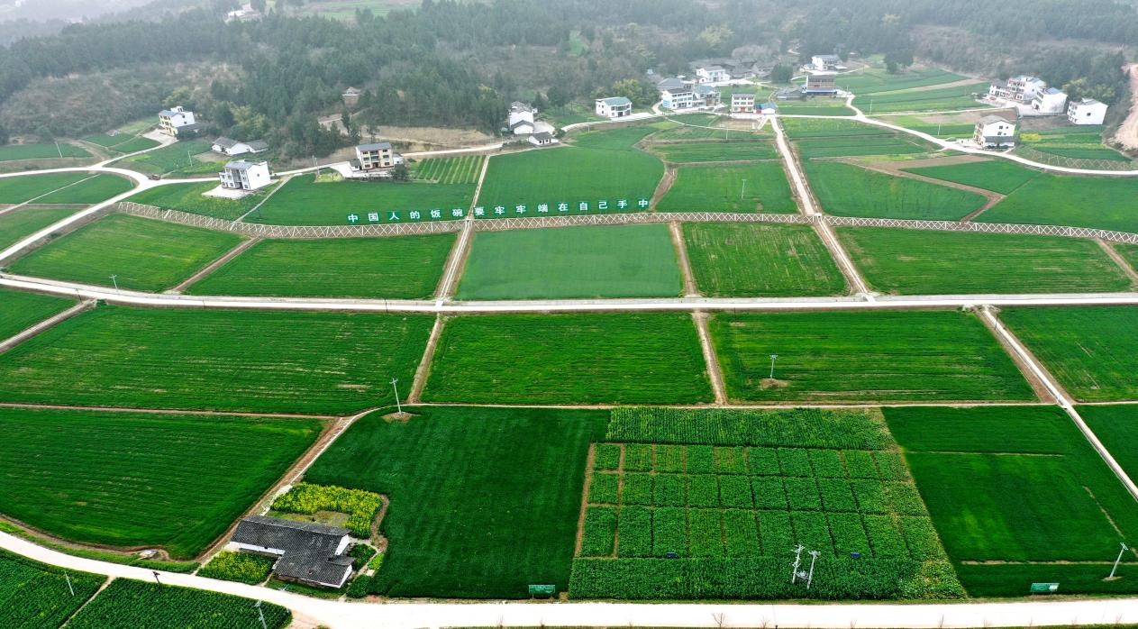 南部城事-南部县：构建“绿色植保”体系，筑牢“天府粮仓”安全防线(1)