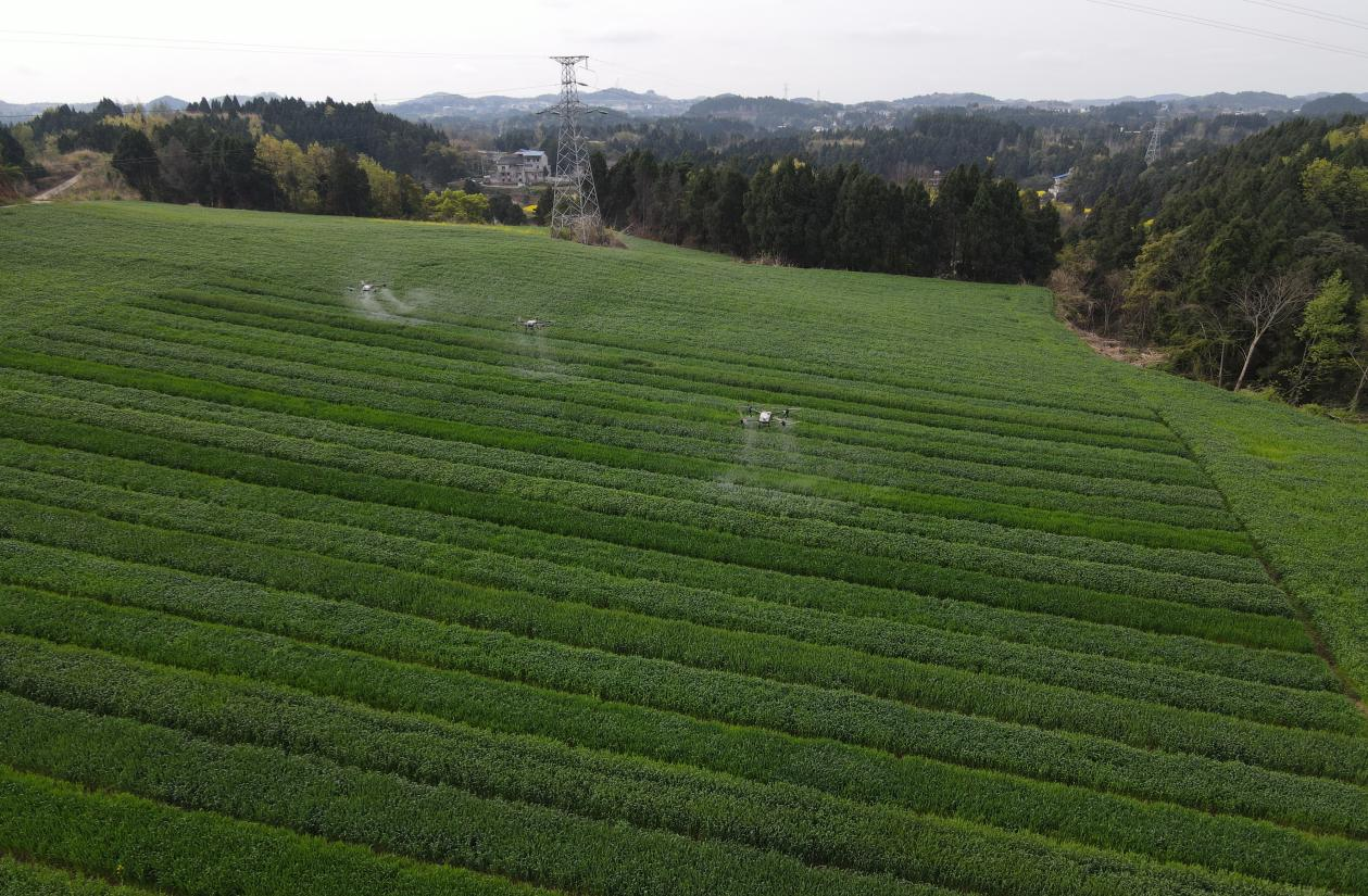 南部城事-南部县：构建“绿色植保”体系，筑牢“天府粮仓”安全防线(3)