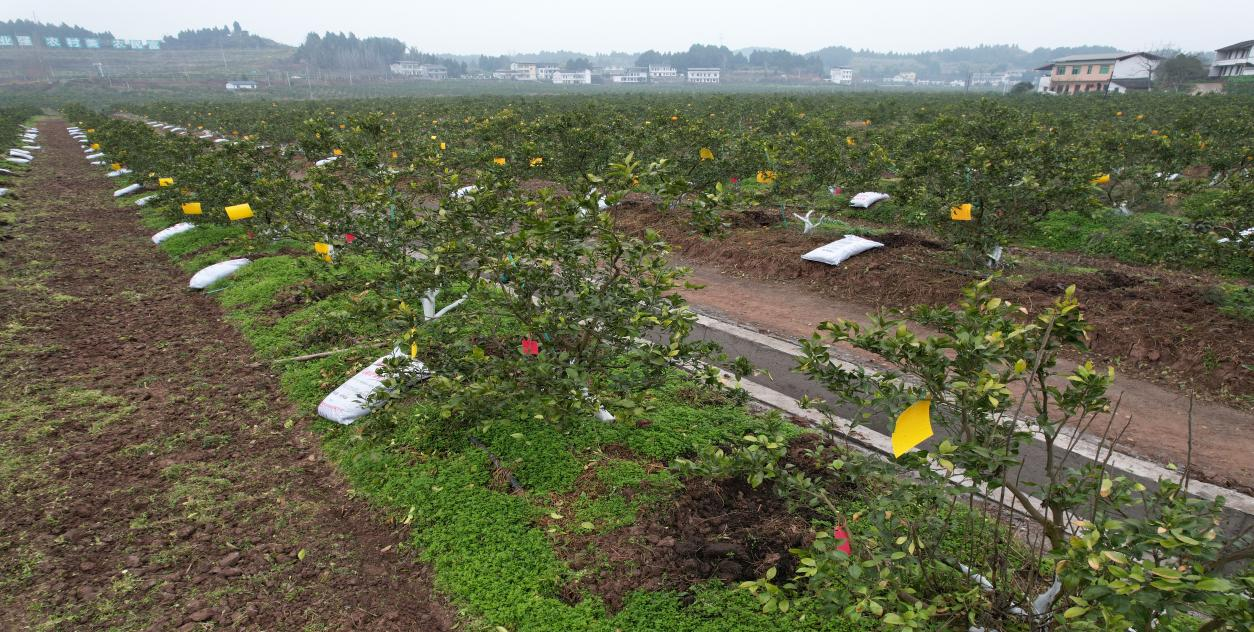 南部城事-南部县：构建“绿色植保”体系，筑牢“天府粮仓”安全防线(4)
