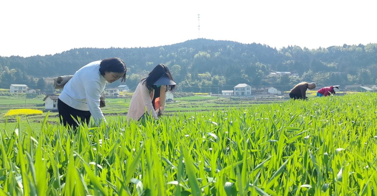 南部城事-南部县：构建“绿色植保”体系，筑牢“天府粮仓”安全防线(5)